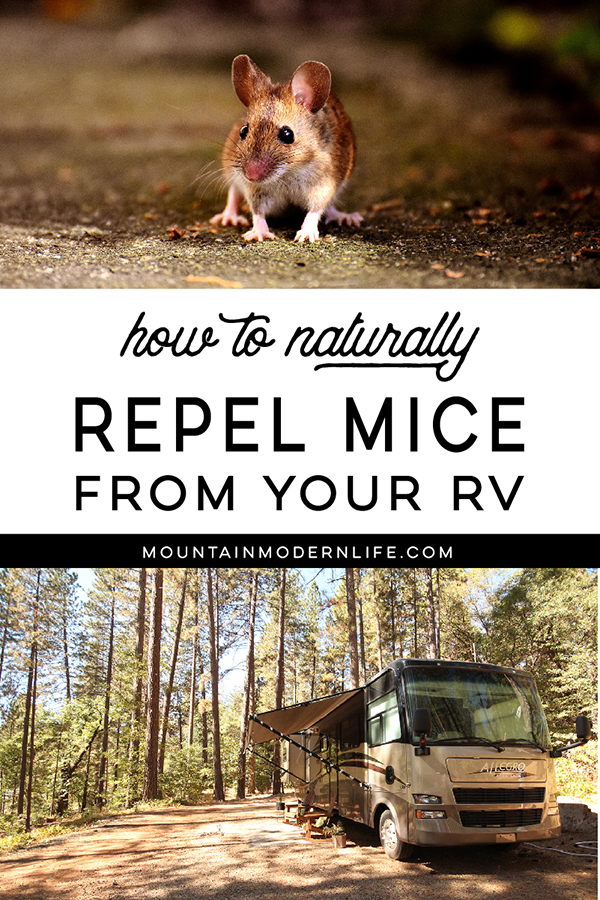 Looking for mouse trap alternatives? We've tried several "natural" remedies but have finally discovered The Secret to keeping mice out of our RV! MountainModernLife.com