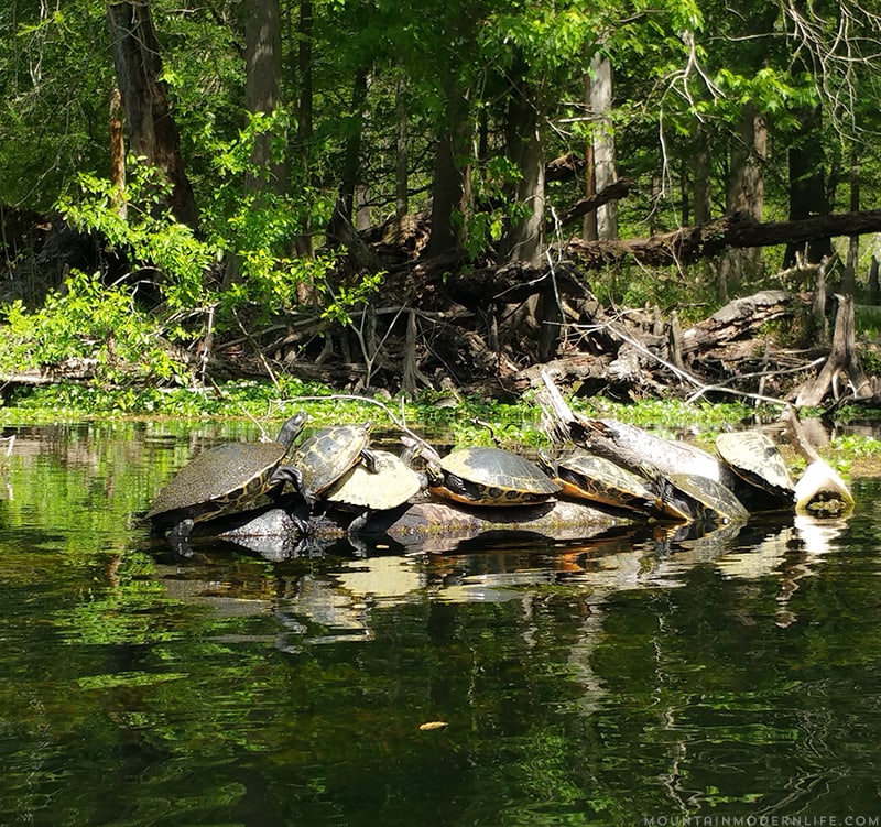 Take a trip with us as we go Kayaking down Santa Fe River in Northern Florida. Photo and video tour included. MountainModernLife.com
