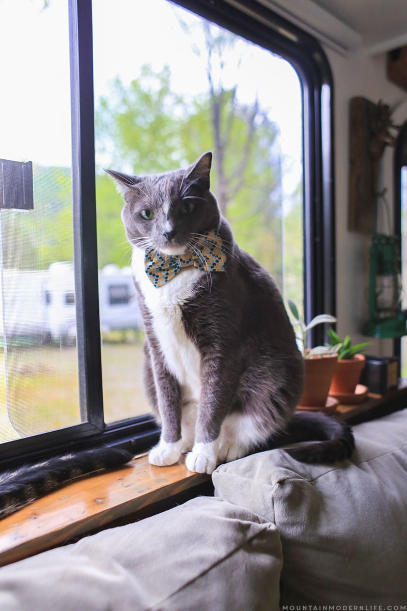 How to Help Pets Adjust to RV Life | MountainModernLife.com