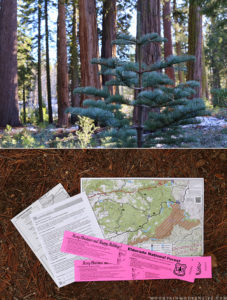 Come see why we've decided to make Christmas Tree hunting in the National Forest our new holiday tradition! MountainModernLife.com