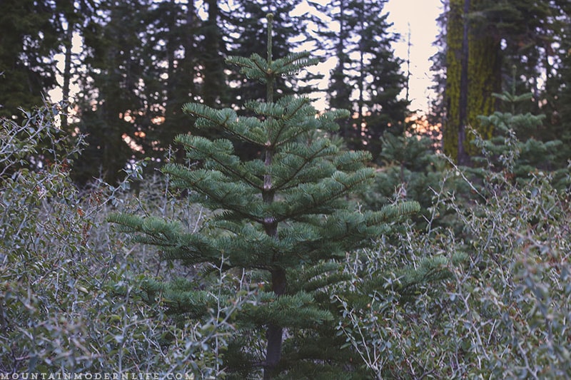 Come see why we've decided to make Christmas tree hunting in the National Forest our new holiday tradition! MountainModernLife.com