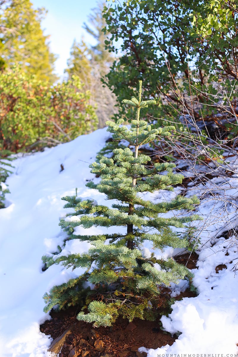 Come see why we've decided to make Christmas tree hunting in the National Forest our new holiday tradition! MountainModernLife.com