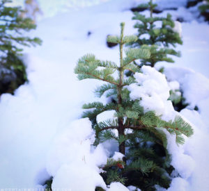 Come see why we've decided to make Christmas Tree hunting in the National Forest our new holiday tradition! MountainModernLife.com