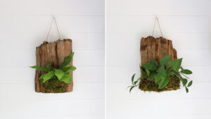 plants mounted on driftwood