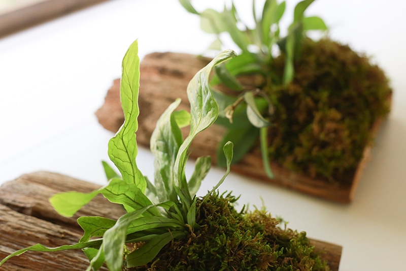 See how easy it is to make wall mounted plants on cork bark flats or driftwood! These are perfect for tiny living, purifying the air, or to keep out of reach from nibbling pets!