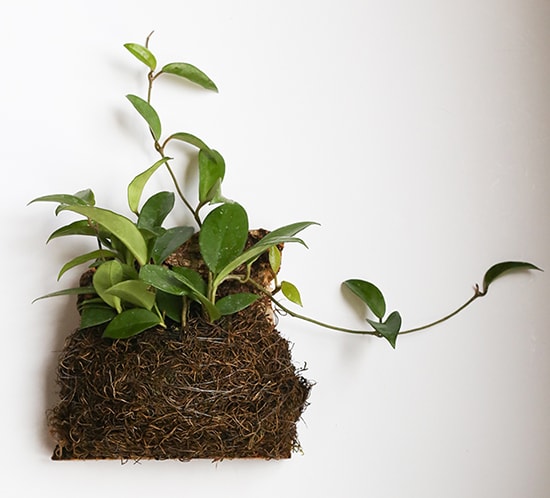 See how easy it is to make wall mounted plants on cork bark flats or driftwood! These are perfect for tiny living, purifying the air, or to keep out of reach from nibbling pets! MountainModernLife.com
