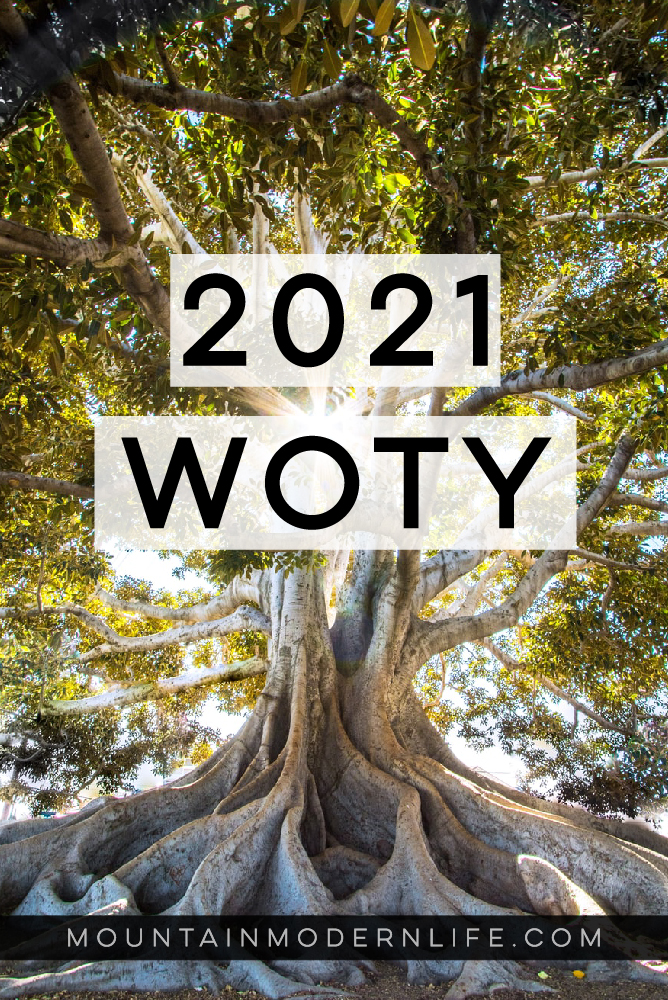My 2021 WOTY and why