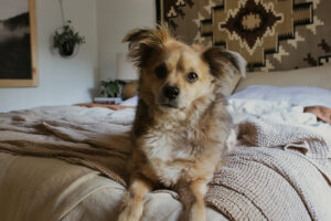 dog on linen bedding
